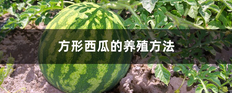 方形西瓜的养殖方法 方形西瓜的养殖方法