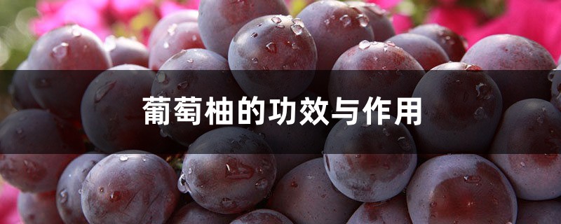 葡萄柚的功效与作用 葡萄柚的功效与作用