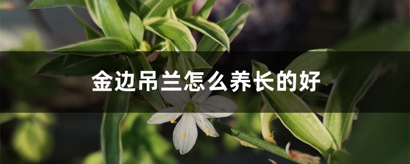 金边吊兰怎么养长的好 金边吊兰怎么养长的好