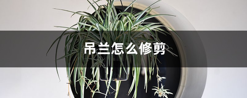 吊兰怎么修剪 吊兰怎么修剪
