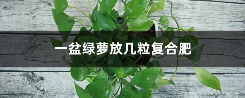一盆绿萝放几粒复合肥 一盆绿萝放几粒复合肥