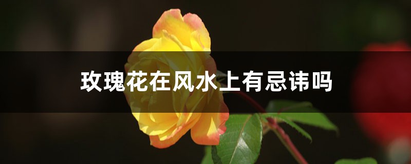 玫瑰花在风水上有忌讳吗 玫瑰花在风水上有忌讳吗