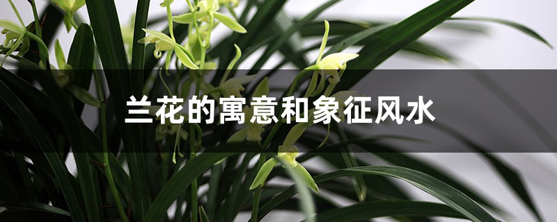兰花的寓意和象征风水 兰花的寓意和象征风水