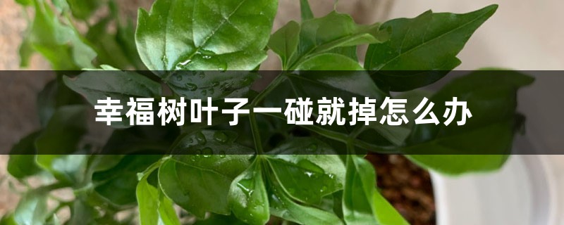 幸福树叶子一碰就掉怎么办 幸福树叶子一碰就掉怎么办