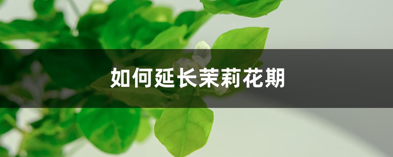如何延长茉莉花期 如何延长茉莉花期