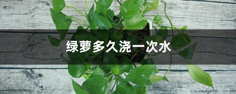绿萝多久浇一次水 绿萝多久浇一次水