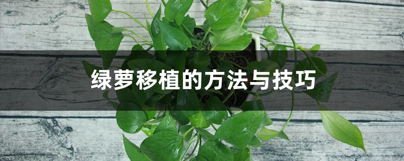 绿萝移植的方法与技巧 绿萝移植的方法与技巧