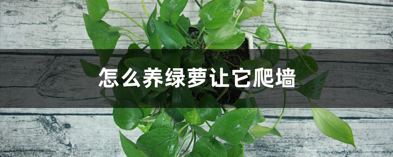 怎么养绿萝让它爬墙 怎么养绿萝让它爬墙