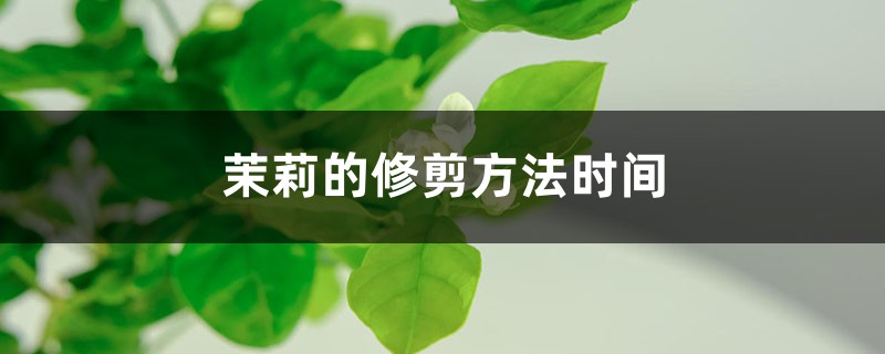 茉莉的修剪方法时间 茉莉的修剪方法时间