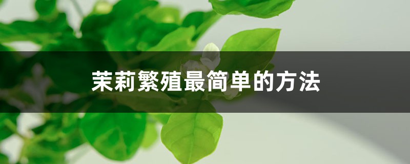 茉莉繁殖最简单的方法 茉莉繁殖最简单的方法
