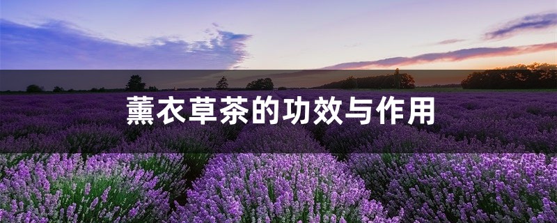 薰衣草茶的功效与作用 薰衣草茶的功效与作用
