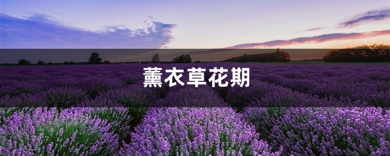 薰衣草花期 薰衣草花期