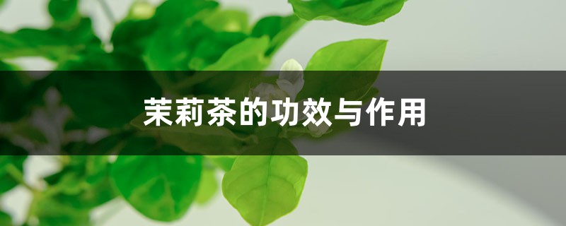 茉莉茶的功效与作用 茉莉茶的功效与作用