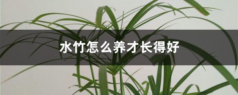 水竹怎么养才长得好 水竹怎么养才长得好