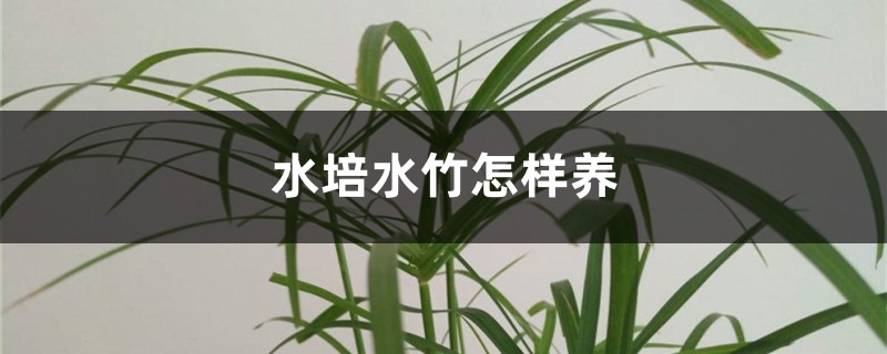 水培水竹怎样养 水培水竹怎样养