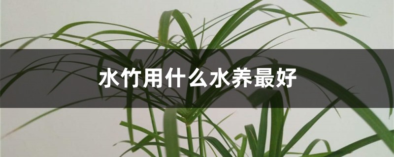 水竹用什么水养最好 水竹用什么水养最好
