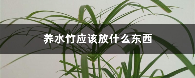 养水竹应该放什么东西 养水竹应该放什么东西