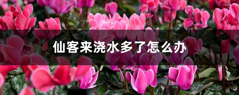 仙客来浇水多了怎么办 仙客来浇水多了怎么办