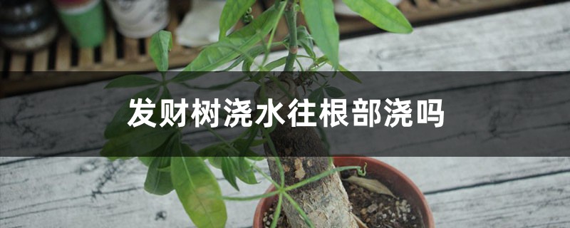 发财树浇水往根部浇吗 发财树浇水往根部浇吗
