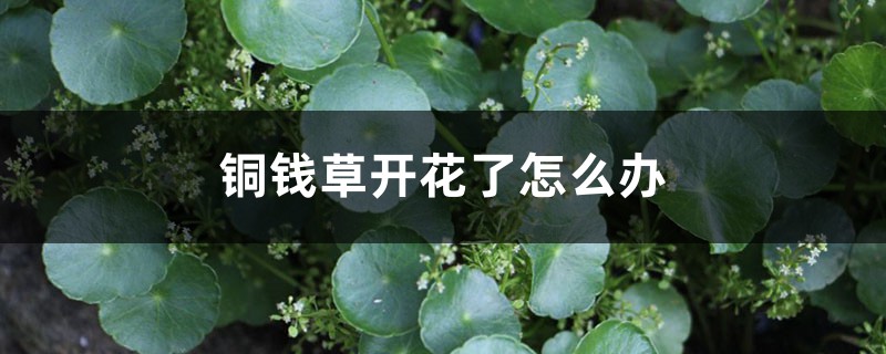 铜钱草开花了怎么办 铜钱草开花了怎么办