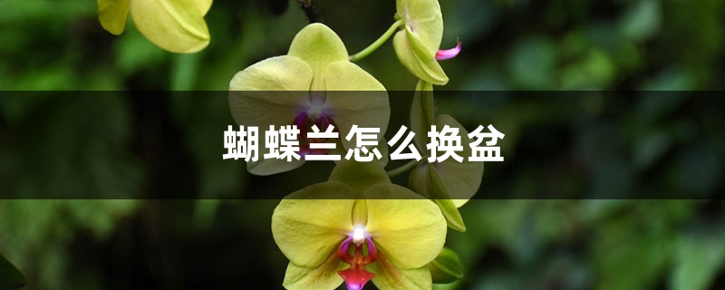 蝴蝶兰怎么换盆 蝴蝶兰怎么换盆