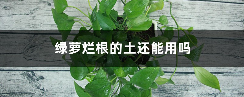 绿萝烂根的土还能用吗 绿萝烂根的土还能用吗