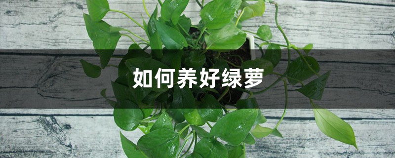 如何养好绿萝 如何养好绿萝