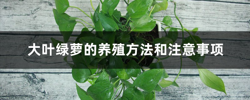 大叶绿萝的养殖方法和注意事项 大叶绿萝的养殖方法和注意事项