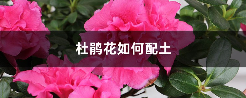杜鹃花如何配土 杜鹃花如何配土