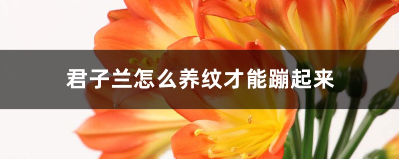 君子兰怎么养纹才能蹦起来 君子兰怎么养纹才能蹦起来