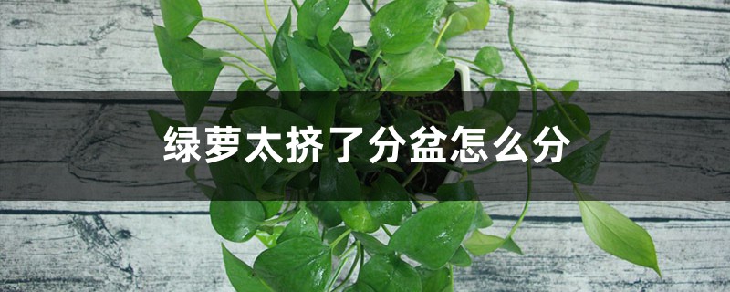 绿萝太挤了分盆怎么分 绿萝太挤了分盆怎么分