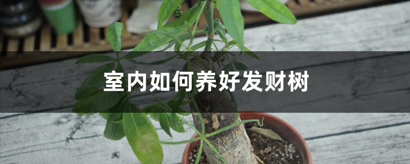 室内如何养好发财树 室内如何养好发财树
