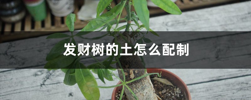 发财树的土怎么配制 发财树的土怎么配制