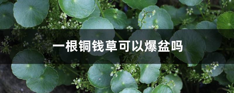 一根铜钱草可以爆盆吗 一根铜钱草可以爆盆吗