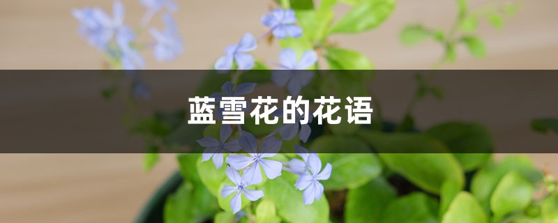 蓝雪花的花语 蓝雪花的花语
