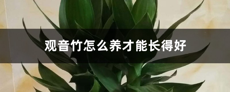 观音竹怎么养才能长得好 观音竹怎么养才能长得好