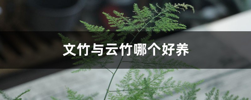 文竹与云竹哪个好养 文竹与云竹哪个好养
