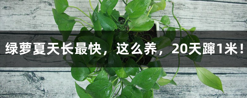 绿萝夏天长最快,这么养,20天蹿1米! 绿萝夏天长最快,这么养,20天蹿1米!