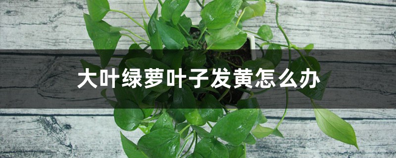 大叶绿萝叶子发黄怎么办 大叶绿萝叶子发黄怎么办