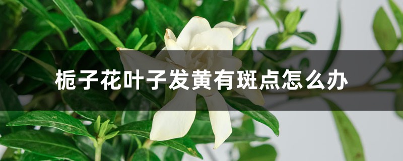 栀子花叶子发黄有斑点怎么办 栀子花叶子发黄有斑点怎么办