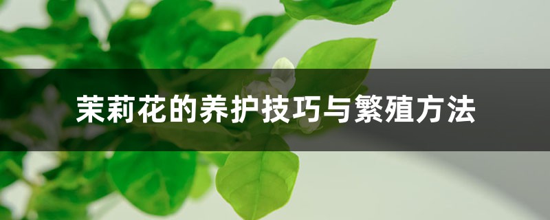 茉莉花的养护技巧与繁殖方法 茉莉花的养护技巧与繁殖方法