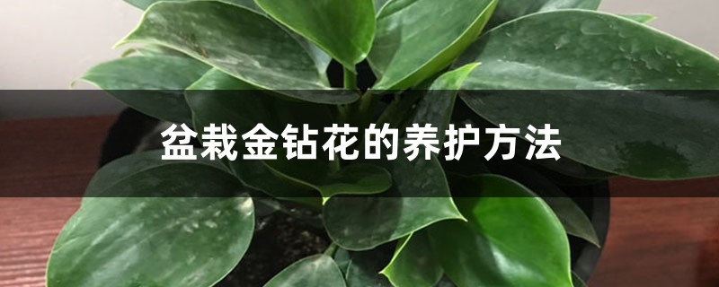 盆栽金钻花的养护方法 盆栽金钻花的养护方法