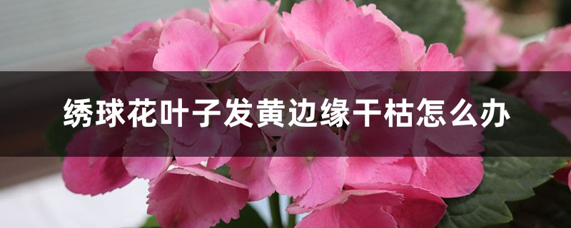 绣球花叶子发黄边缘干枯怎么办 绣球花叶子发黄边缘干枯怎么办
