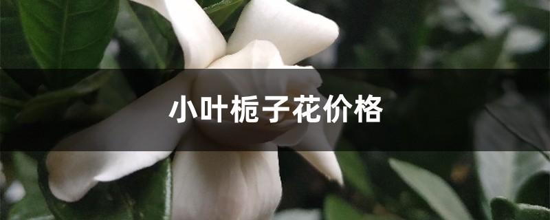 小叶栀子花价格 小叶栀子花价格