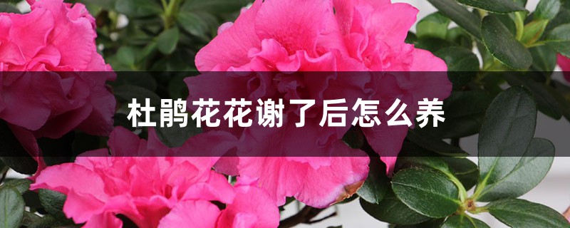 杜鹃花花谢了后怎么养 杜鹃花花谢了后怎么养