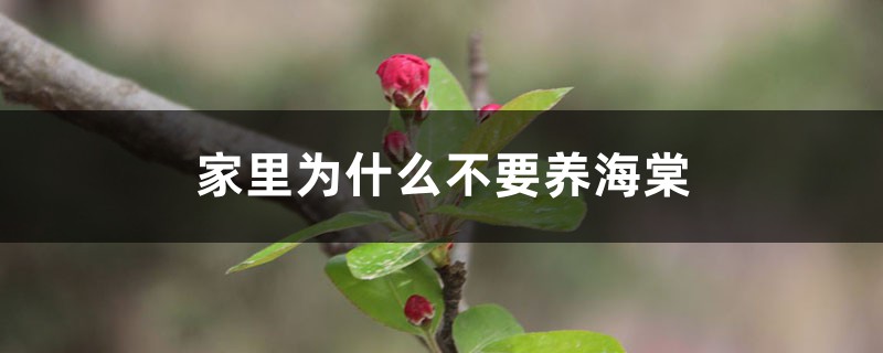 家里为什么不要养海棠 家里为什么不要养海棠