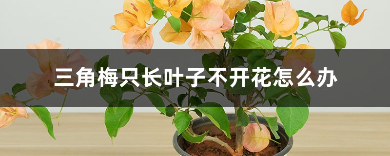三角梅只长叶子不开花怎么办 三角梅只长叶子不开花怎么办