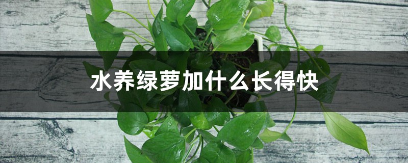水养绿萝加什么长得快 水养绿萝加什么长得快