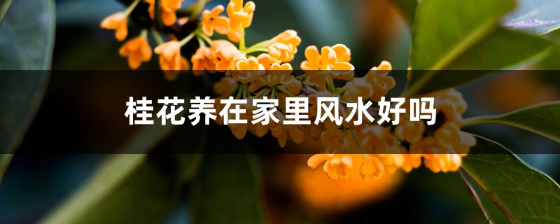 桂花养在家里风水好吗 桂花养在家里风水好吗