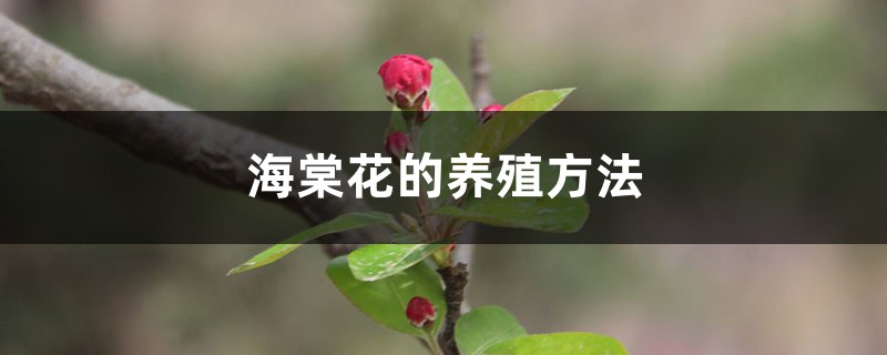 海棠花的养殖方法 海棠花的养殖方法